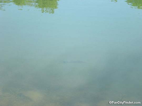 Photograph of another fish swimming in the Japanese Style Garden pond near The Monon Trail in Carmel, Indiana