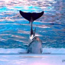 Dolphin at Indianapolis Zoo