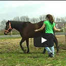 open-door-equine-thumb