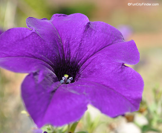 Purple petunia in the Roy O Hadley Park in downtown Westfield, Indiana