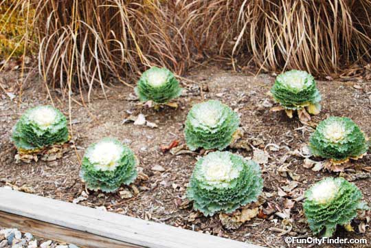 Photographs of beautiful fall plants in the Cool Creek Nature Center near downtown Westfield, Indiana